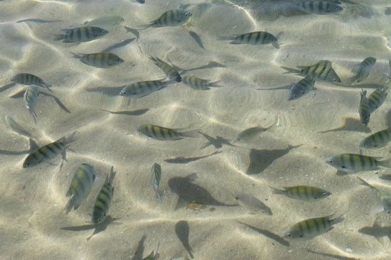 Três dicas e passeios ecológicos em Bombinhas